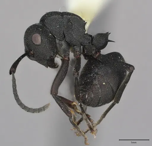 Polyrhachis viscosa specimen CASENT0797843 image casent0797843_1