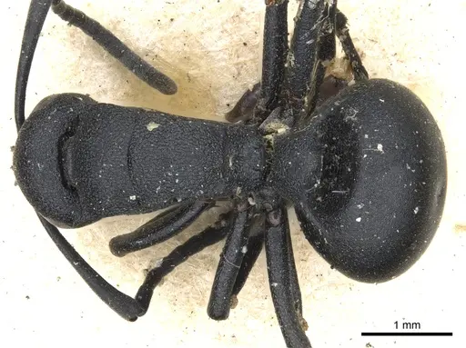Polyrhachis viscosa specimen CASENT0903462 image casent0903462_1