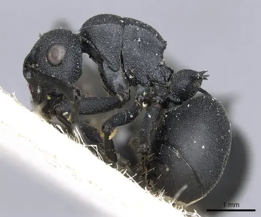 Polyrhachis viscosa specimen CASENT0903462 image casent0903462_3
