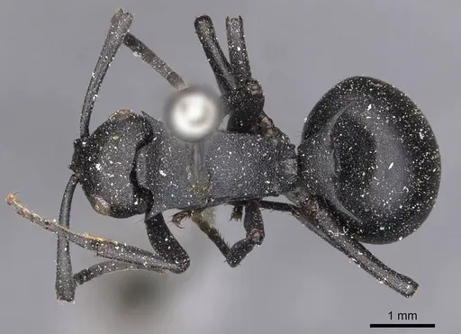 Polyrhachis viscosa specimen CASENT0905621 image casent0905621_1