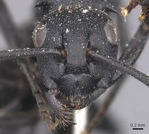 Polyrhachis viscosa specimen CASENT0905621 image casent0905621_2