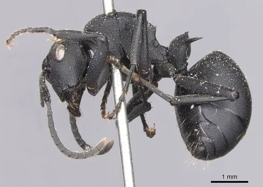 Polyrhachis viscosa specimen CASENT0905621 image casent0905621_3