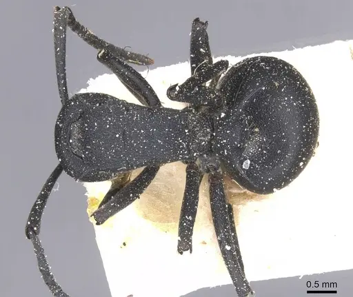 Polyrhachis viscosa specimen CASENT0912141 image casent0912141_1