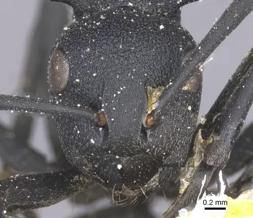 Polyrhachis viscosa specimen CASENT0912141 image casent0912141_2