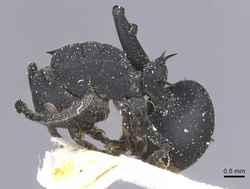 Polyrhachis viscosa specimen CASENT0912141 image casent0912141_3