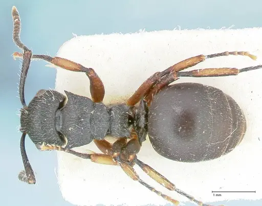 Polyrhachis viscosa specimen FOCOL2586 image focol2586_1