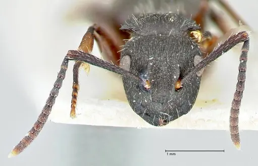 Polyrhachis viscosa specimen FOCOL2586 image focol2586_2