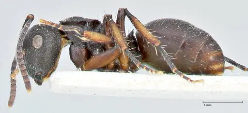 Polyrhachis viscosa specimen FOCOL2586 image focol2586_3