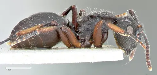 Polyrhachis viscosa specimen FOCOL2586 image focol2586_4