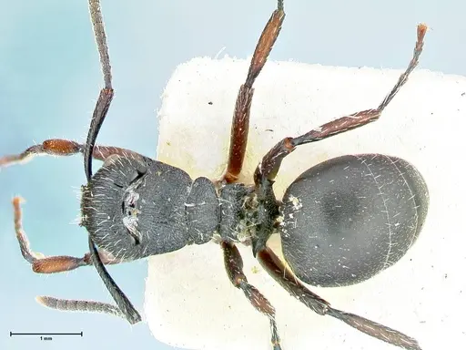 Polyrhachis viscosa specimen FOCOL2587 image focol2587_1