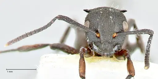 Polyrhachis viscosa specimen FOCOL2587 image focol2587_2