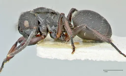 Polyrhachis viscosa specimen FOCOL2587 image focol2587_3