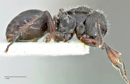 Polyrhachis viscosa specimen FOCOL2587 image focol2587_4