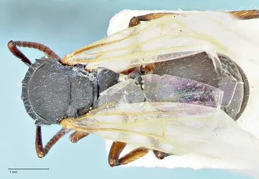 Polyrhachis viscosa specimen FOCOL2588 image focol2588_1
