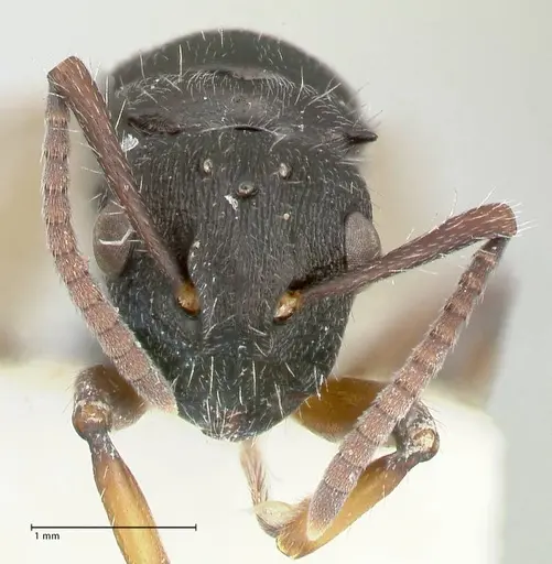 Polyrhachis viscosa specimen FOCOL2588 image focol2588_2