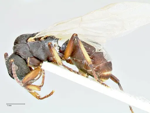 Polyrhachis viscosa specimen FOCOL2588 image focol2588_3
