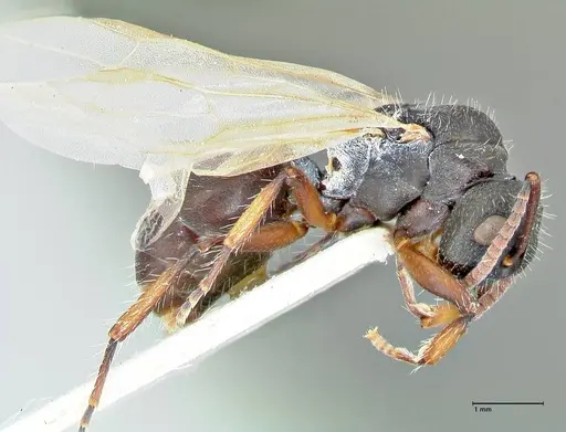 Polyrhachis viscosa specimen FOCOL2588 image focol2588_4