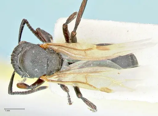 Polyrhachis viscosa specimen FOCOL2589 image focol2589_1