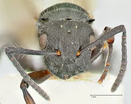 Polyrhachis viscosa specimen FOCOL2589 image focol2589_2