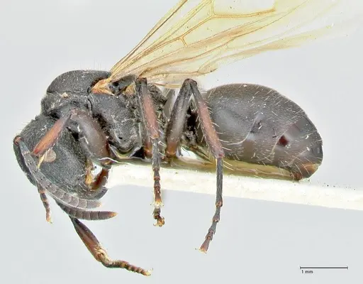 Polyrhachis viscosa specimen FOCOL2589 image focol2589_3