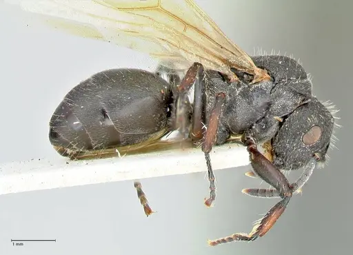 Polyrhachis viscosa specimen FOCOL2589 image focol2589_4
