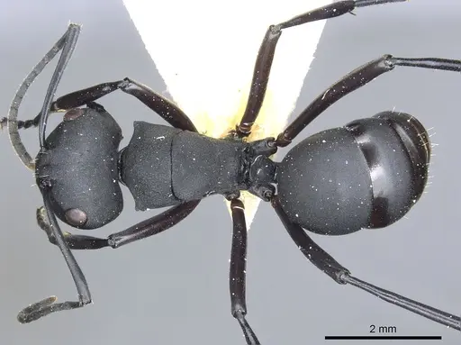 Polyrhachis vitalisi specimen CASENT0903423 image casent0903423_1
