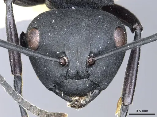 Polyrhachis vitalisi specimen CASENT0903423 image casent0903423_2