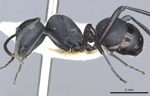 Polyrhachis vitalisi specimen CASENT0903423 image casent0903423_3