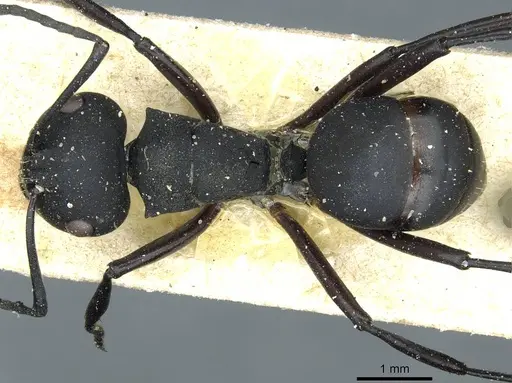 Polyrhachis vitalisi specimen CASENT0912108 image casent0912108_1