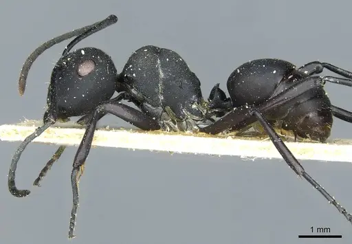 Polyrhachis vitalisi specimen CASENT0912108 image casent0912108_3