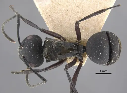 Polyrhachis vitalisi specimen CASENT0917294 image casent0917294_1