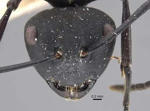 Polyrhachis vitalisi specimen CASENT0917294 image casent0917294_2