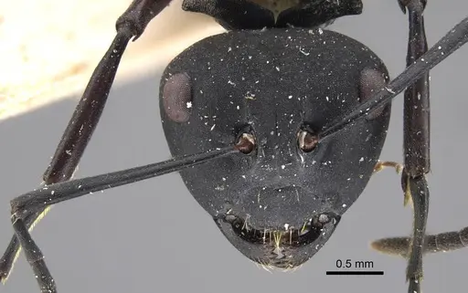 Polyrhachis vitalisi specimen CASENT0917294 image casent0917294_3