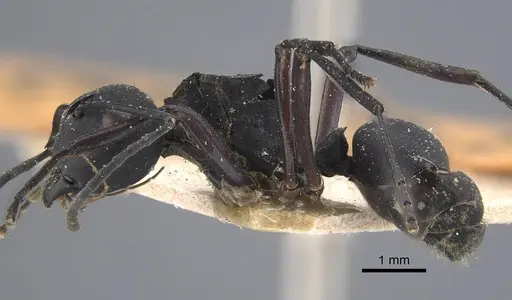 Polyrhachis vitalisi specimen CASENT0917294 image casent0917294_4