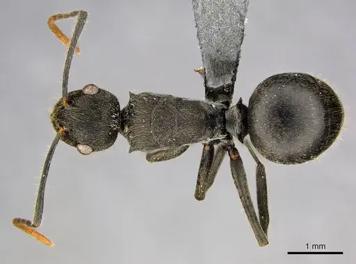 Polyrhachis volkarti specimen CASENT0250031 image casent0250031_1