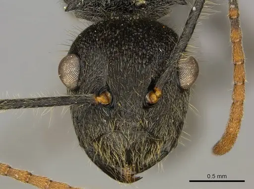 Polyrhachis volkarti specimen CASENT0250031 image casent0250031_2