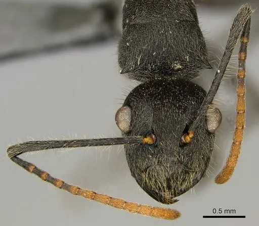 Polyrhachis volkarti specimen CASENT0250031 image casent0250031_3