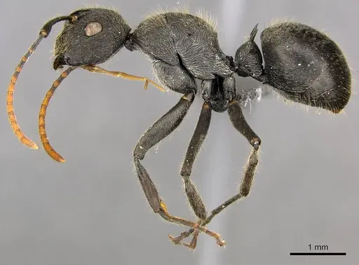 Polyrhachis volkarti specimen CASENT0250031 image casent0250031_4