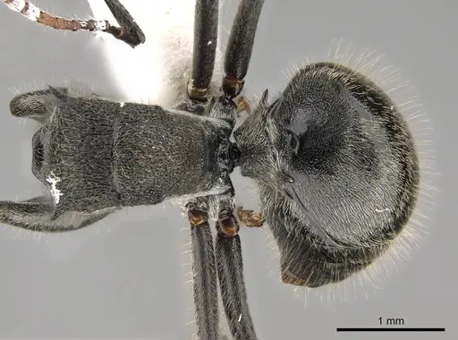 Polyrhachis volkarti specimen CASENT0281458 image casent0281458_1
