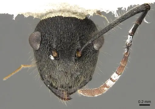Polyrhachis volkarti specimen CASENT0281458 image casent0281458_2