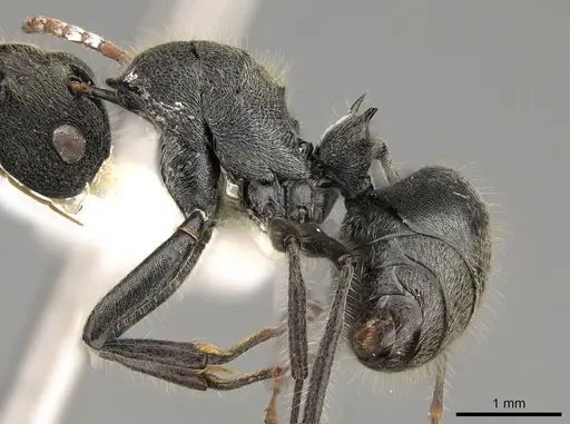 Polyrhachis volkarti specimen CASENT0281458 image casent0281458_3