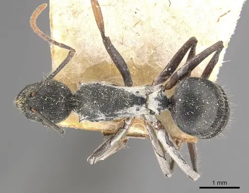 Polyrhachis volkarti specimen CASENT0910954 image casent0910954_1