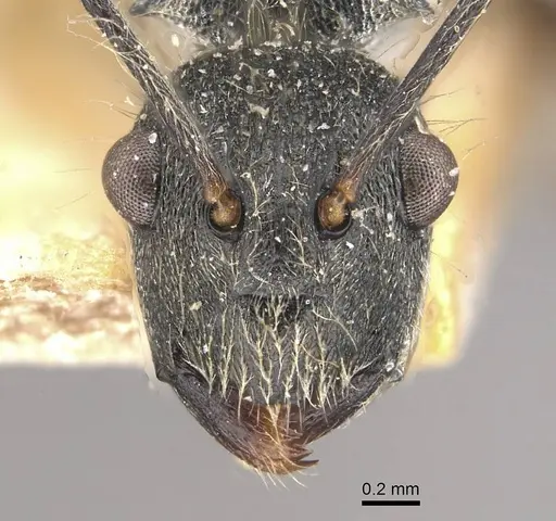 Polyrhachis volkarti specimen CASENT0910954 image casent0910954_2