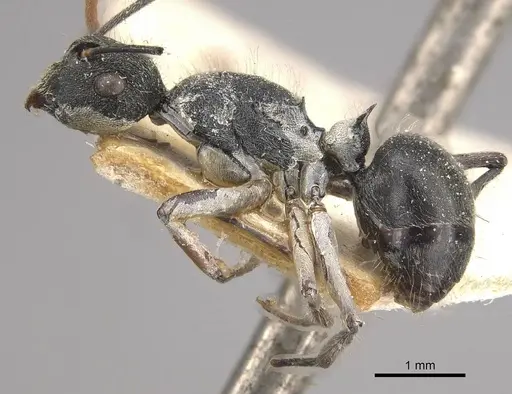 Polyrhachis volkarti specimen CASENT0910954 image casent0910954_3