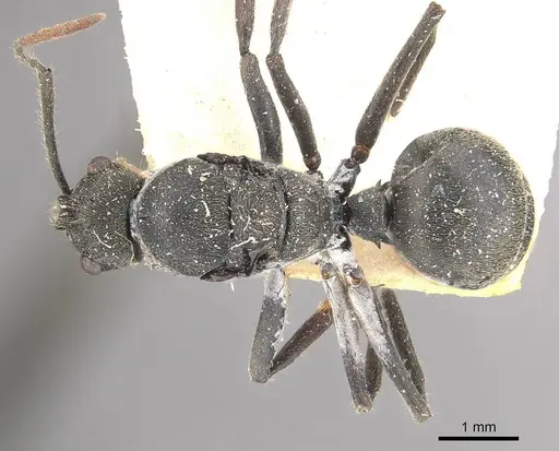 Polyrhachis volkarti specimen CASENT0910957 image casent0910957_1