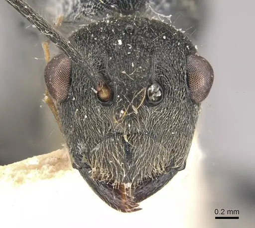 Polyrhachis volkarti specimen CASENT0910957 image casent0910957_2