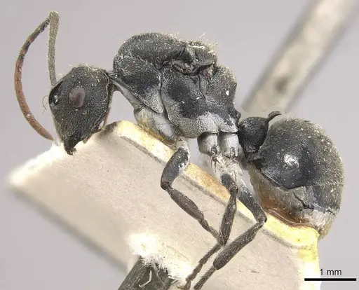 Polyrhachis volkarti specimen CASENT0910957 image casent0910957_3