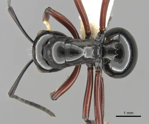 Polyrhachis wagneri specimen CASENT0906787 image casent0906787_1