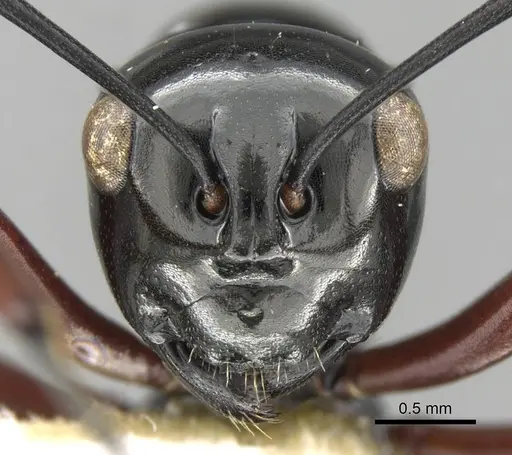 Polyrhachis wagneri specimen CASENT0906787 image casent0906787_2