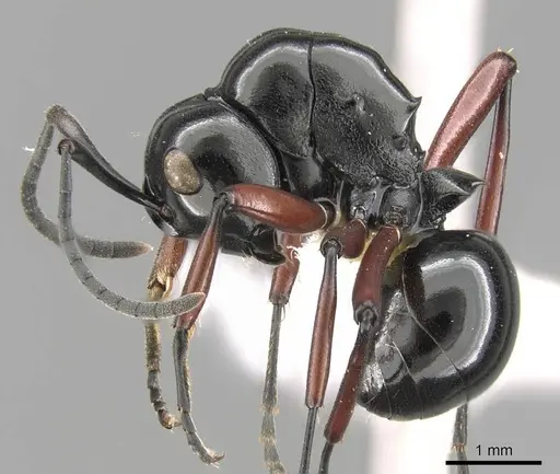 Polyrhachis wagneri specimen CASENT0906787 image casent0906787_3